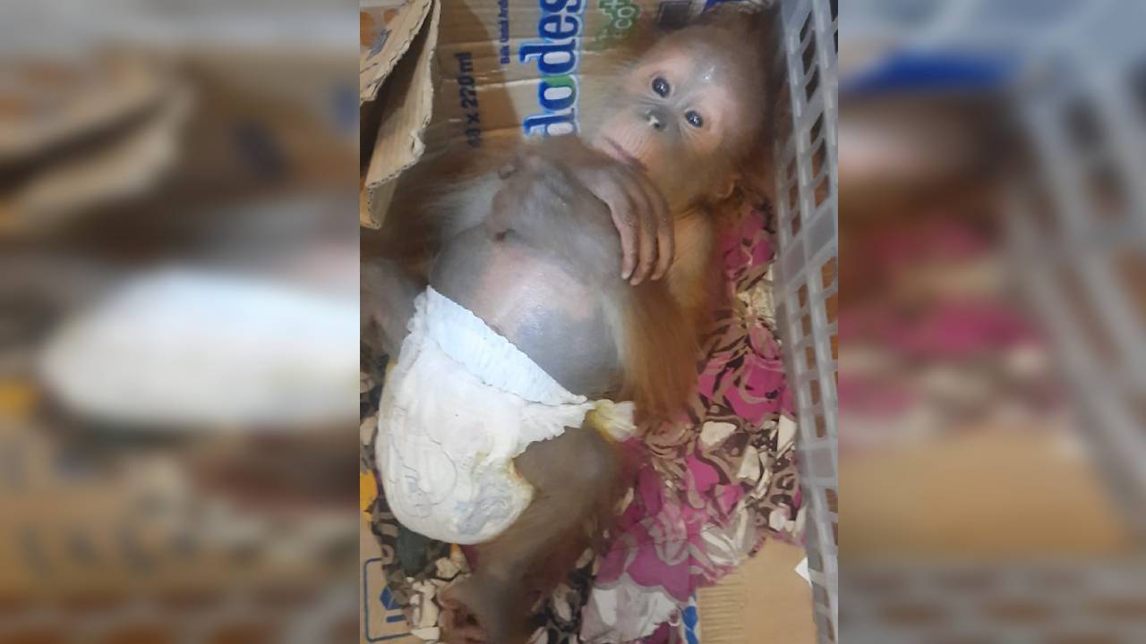 Polisi Gagalkan Perdagangan Bayi Orang Utan, Segini Harganya