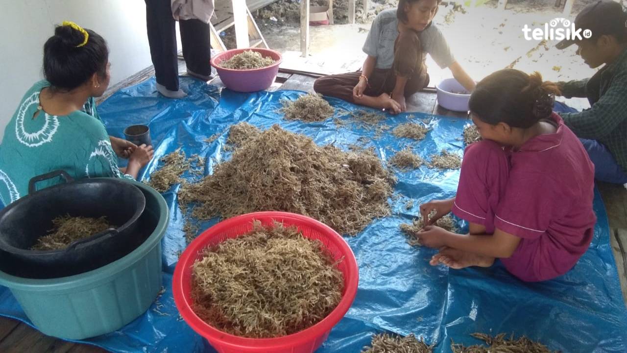 Pulau Katela, Penghasil Ikan Teri Terbanyak di Mubar