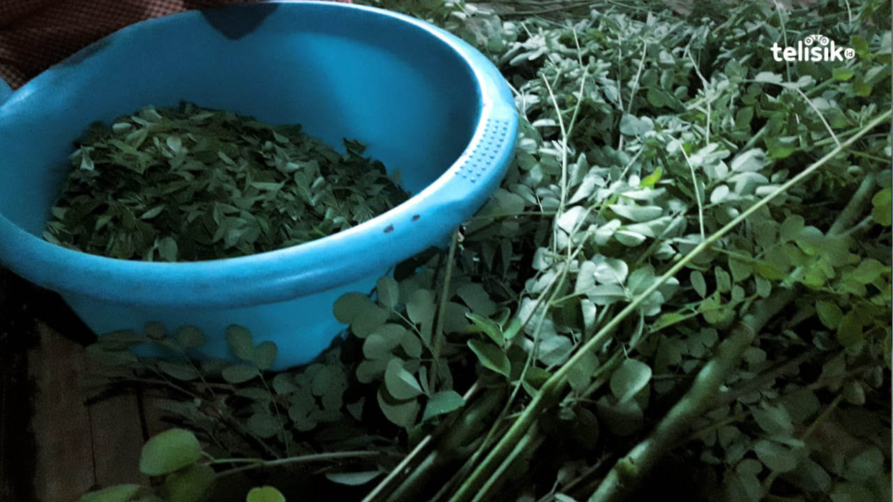 Sayur Kaudafa, Menu Sahur Praktis Pilihan Keluarga di Wakatobi