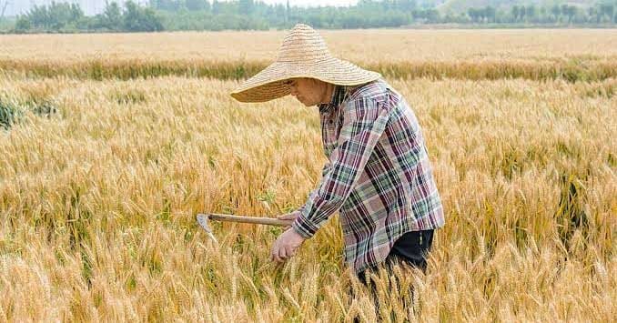 Seorang Petani di NTT Tewas Dianiaya, Begini Kronologisnya