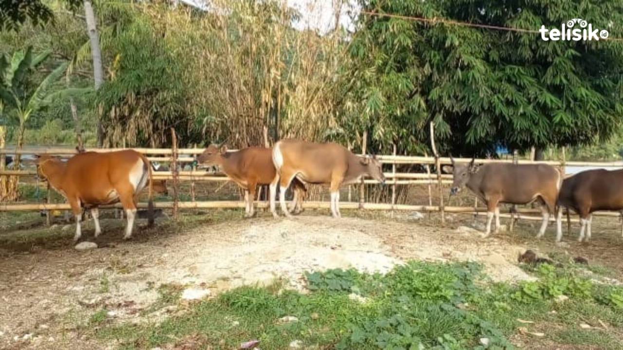 Begini Cara Provinsi NTT Tangkis Wabah PMK pada Hewan