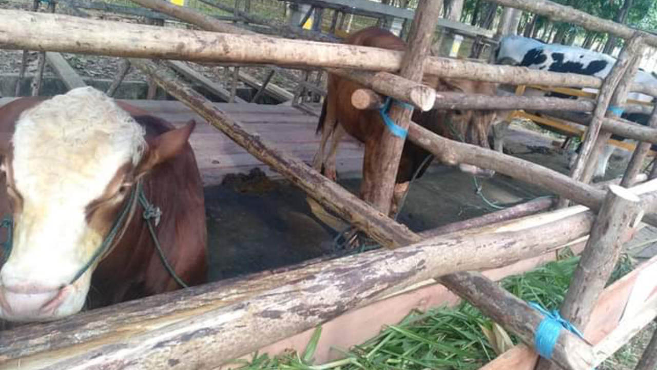 Kasus Virus PMK Ternak Belum Ditemukan di Konawe