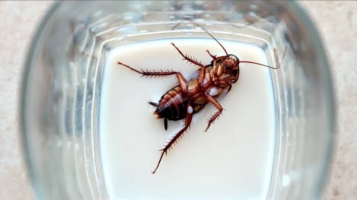 Mengenal Susu Kecoa yang Disebut Tiga Kali Lebih Bergizi dari Susu Sapi