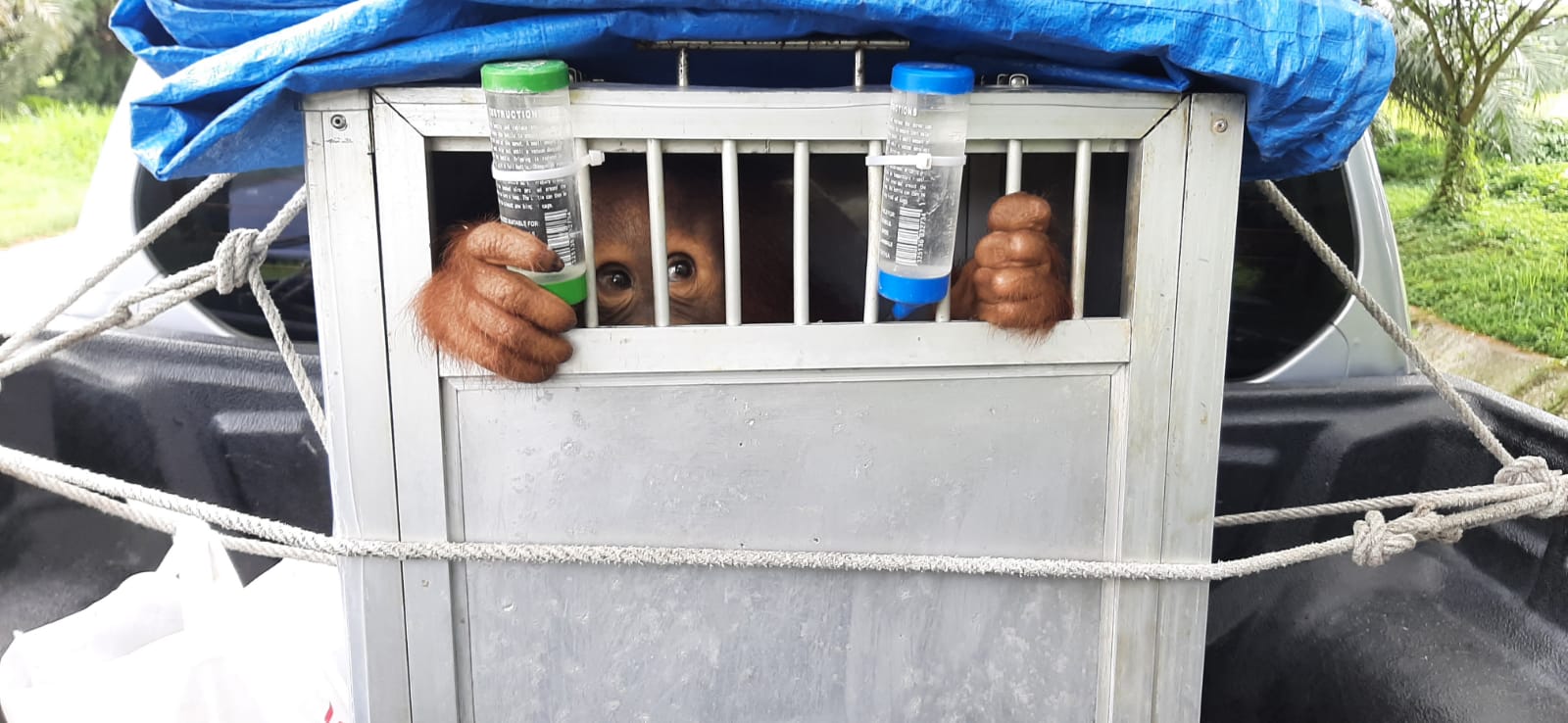 Orangutan dari Jawa Barat Dikirim ke Sumatera Utara, Ini Sebabnya