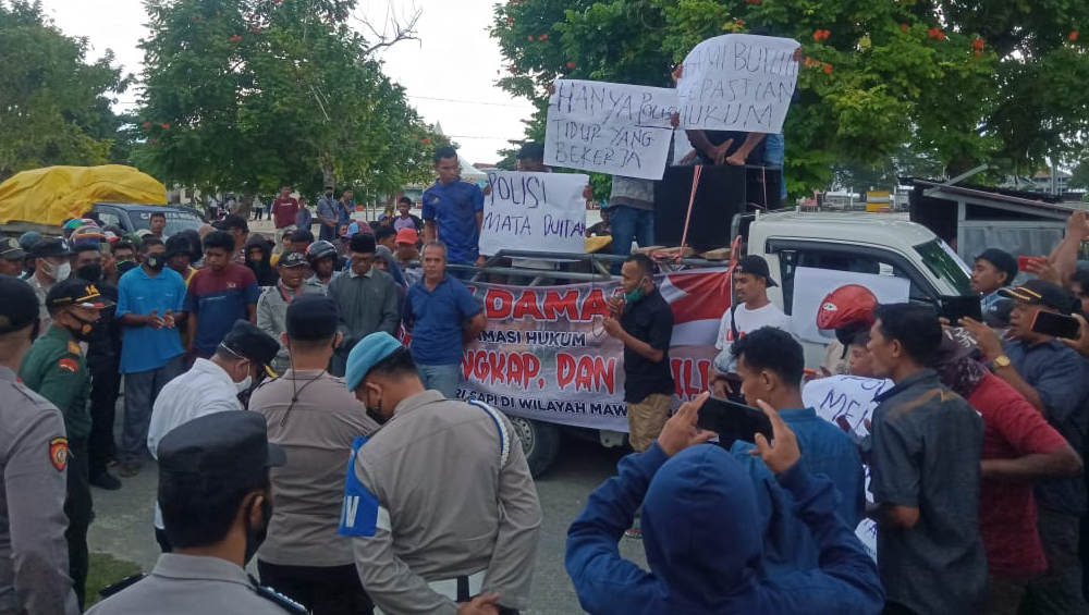 Peternak Buton Tengah Demo Karena Resah Maraknya Pencurian Sapi