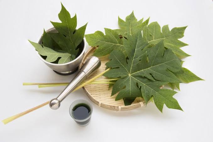 6 Manfaat Daun Pepaya yang Jarang Diketahui, Salah Satunya Cegah Risiko Kanker