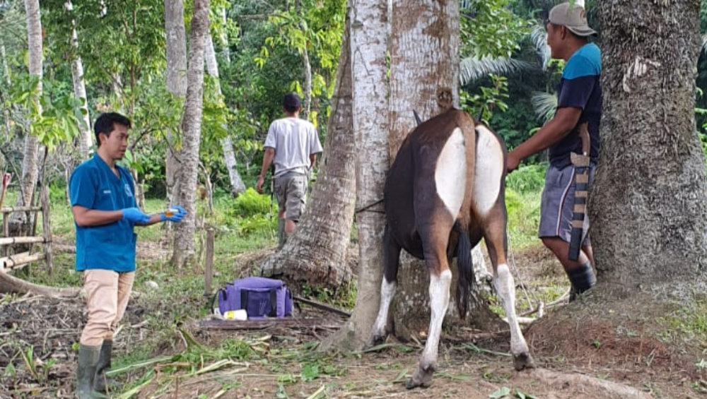 Antisipasi PMK, Disbunnak Kolaka Utara Buka Posko Pemeriksaan Hewan Kurban