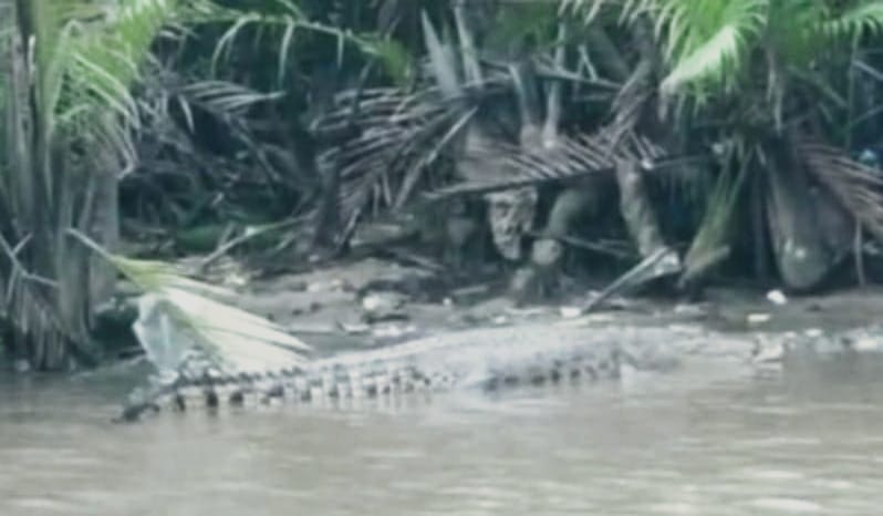Buaya Kerap Tampakkan Diri di Muara Sungai Sikeli, Warga Diminta Waspada