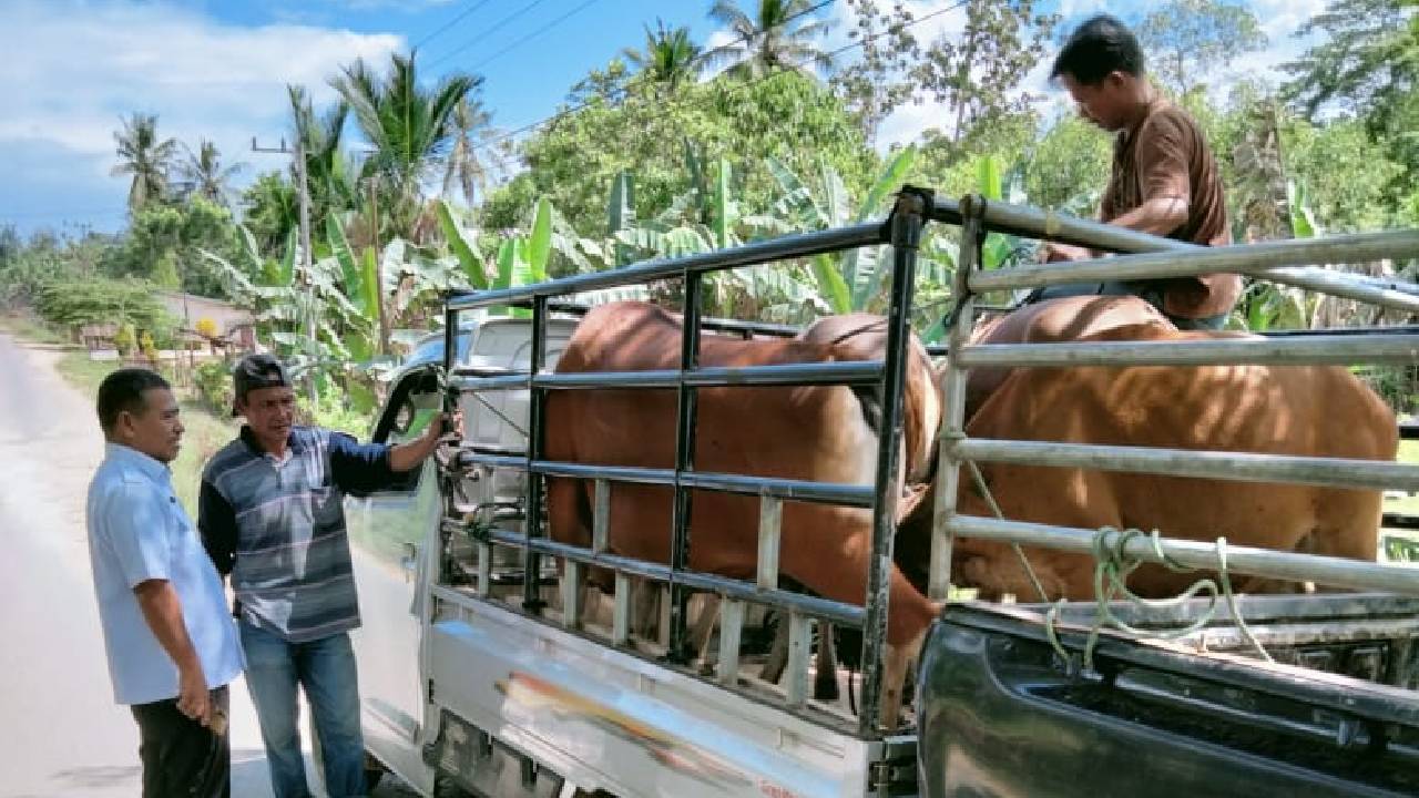 Dinas Peternakan Konawe Selatan Waspada Penyakit PMK