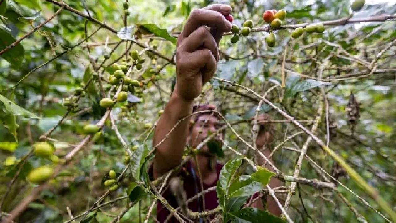 Harga Naik, Produktivitas Kopi di Manggarai Timur Malah Menurun