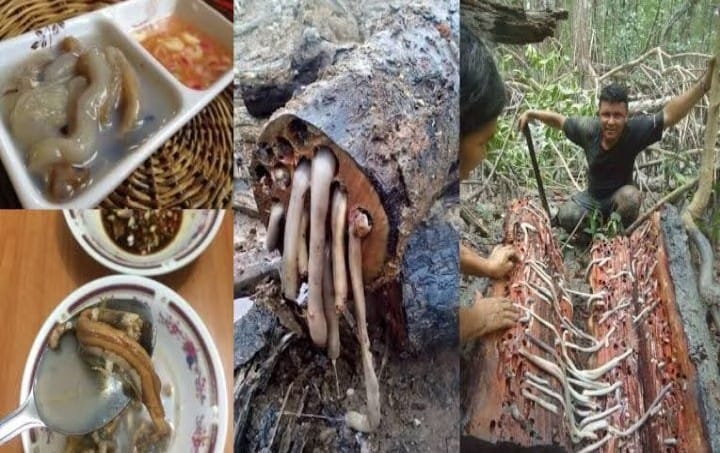 Kuliner Ekstrem Hanya Ada di Indonesia, Nomor 2 dan 5 Bikin Geli