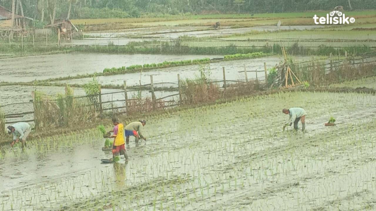Nilai Tukar Petani Sulawesi Tenggara Turun 0,68 Persen