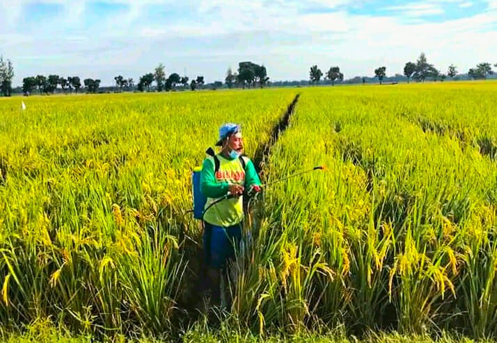 Pancaroba Tidak Membuat Petani Sulawesi Tenggara Gagal Panen