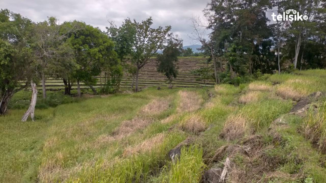 Petani di Manggarai Gagal Panen akibat Hama Wereng, PPL Belum Punya Terobosan Baru