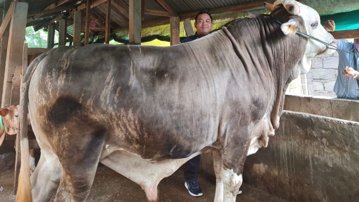 Presiden Jokowi Sumbang Sapi Kurban untuk Sulawesi Tenggara dengan Bobot 1 Ton