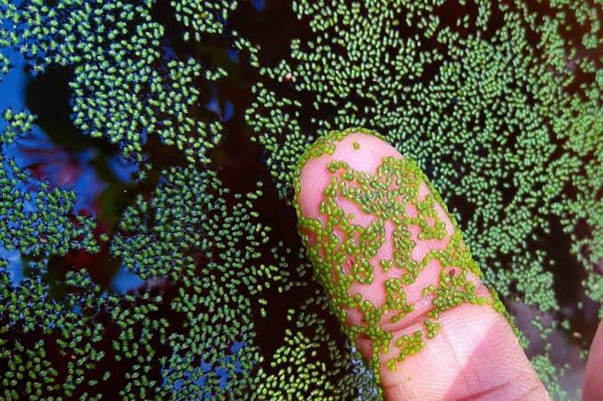 Sekecil Semut, Ternyata Ini Buah Paling Kecil di Dunia