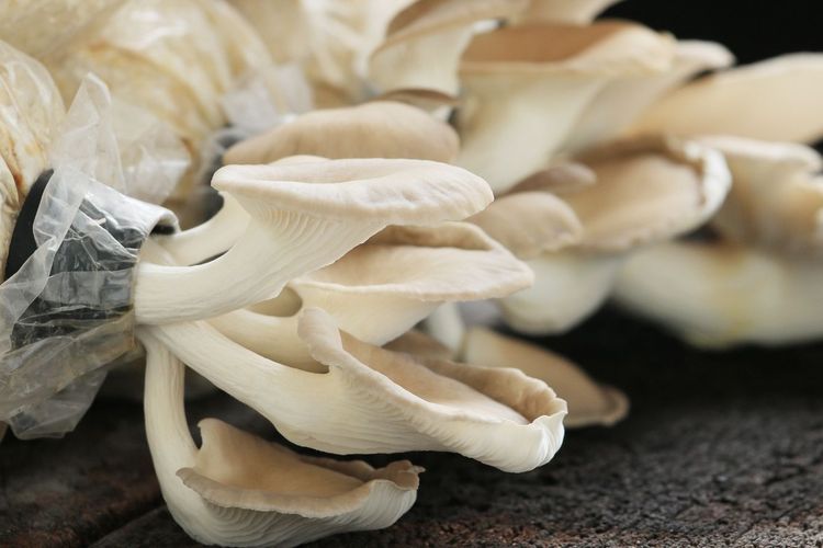 Tahapan Budidaya Jamur Tiram Versi Dishut Sulawesi Tenggara