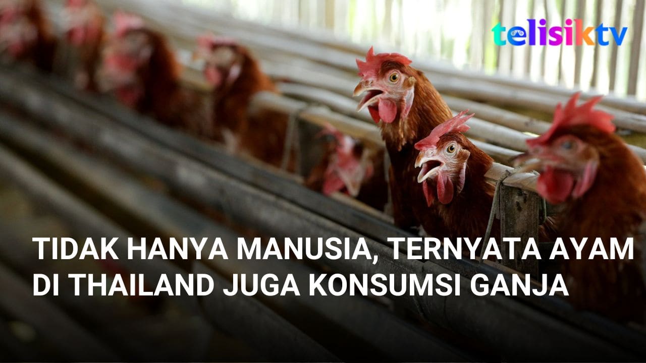 Video: Tidak Hanya Manusia, Ternyata Ayam di Thailand Juga Konsumsi Ganja