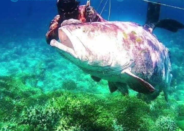 Viral, Warga Buton Tangkap Ikan Kerapu Raksasa