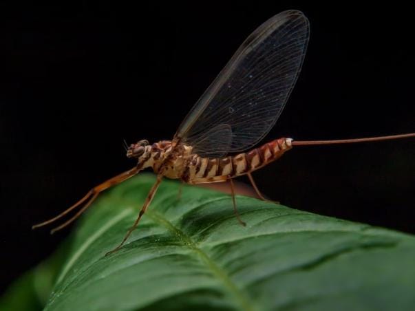 5 Hewan yang Umurnya Terpendek di Dunia, Ada yang Cuma Sehari