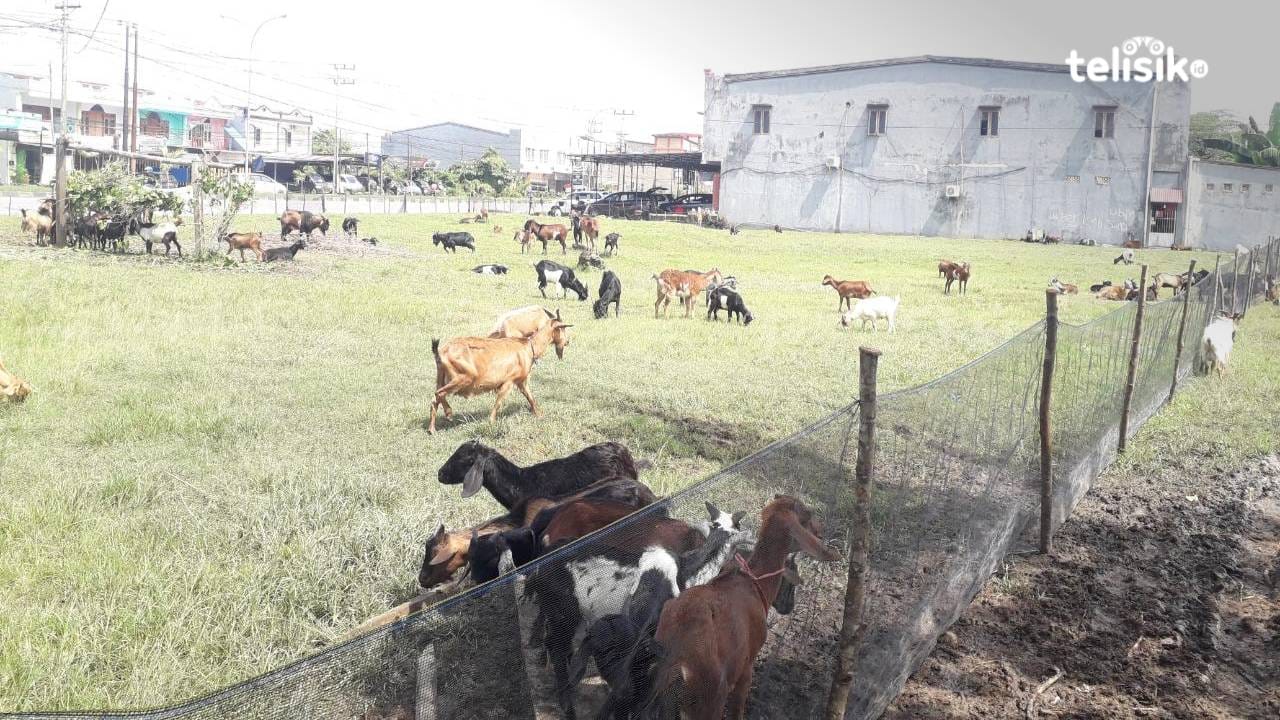Akibat PMK, Harga Kambing Kurban di Kota Kendari Naik 20 Persen