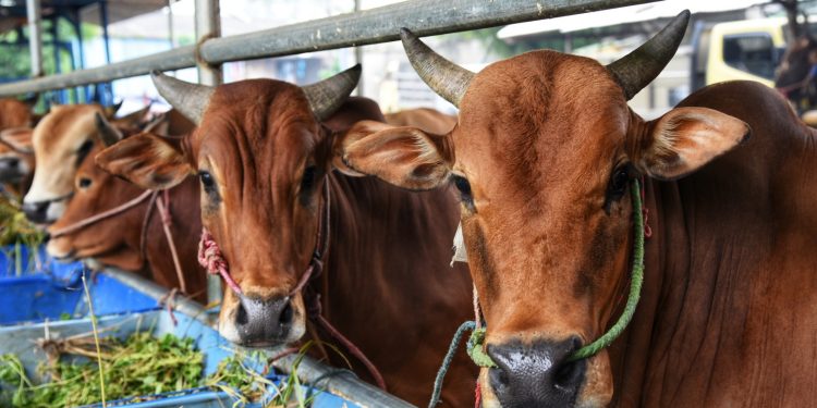 Catat, Ini 6 Adab Menyembelih Hewan Kurban
