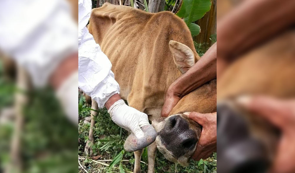 Daging Ternak yang Terinfeksi Virus PMK Boleh Dikonsumsi, Ini Caranya