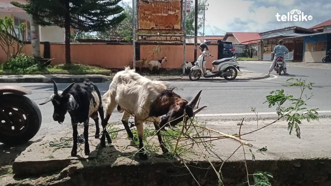 Harga Melejit, Pedagang Kambing Kurban Sepi Pembeli
