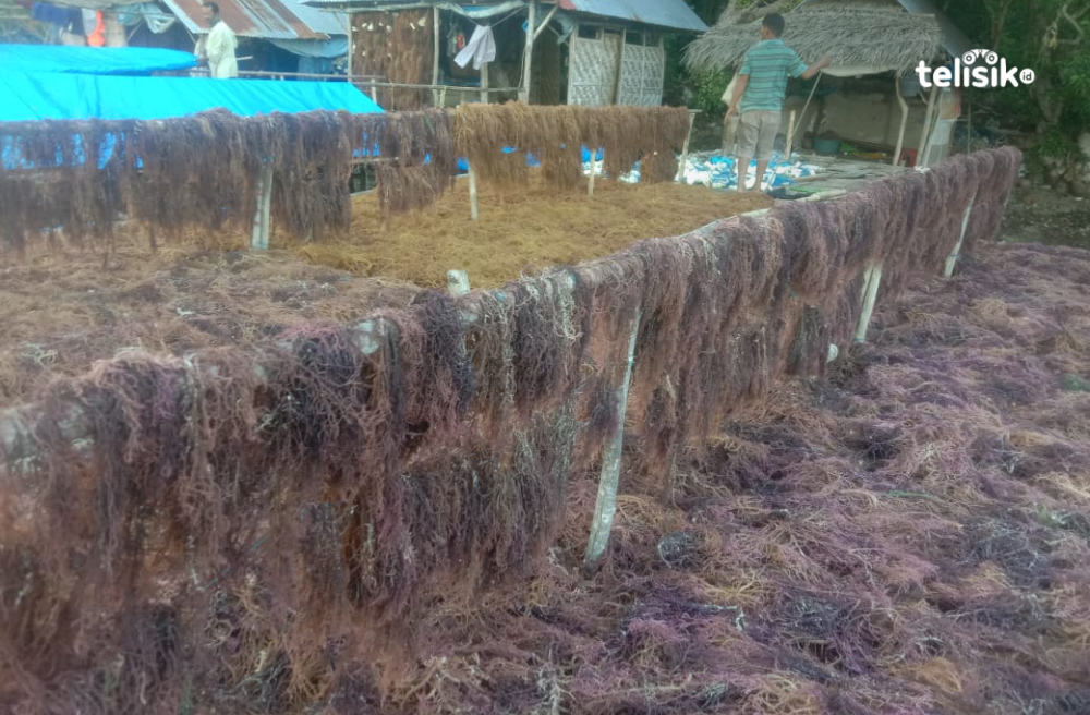 Harga Rumput Laut di Wakatobi Capai Rp 42 Ribu Per Kilogram