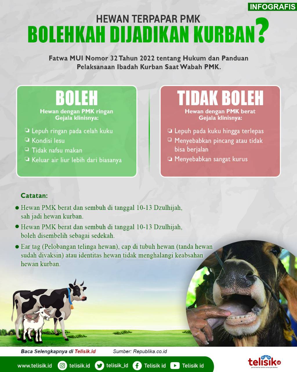 Infografis: Hewan Terpapar PMK Bolehkah Dijadikan Kurban?