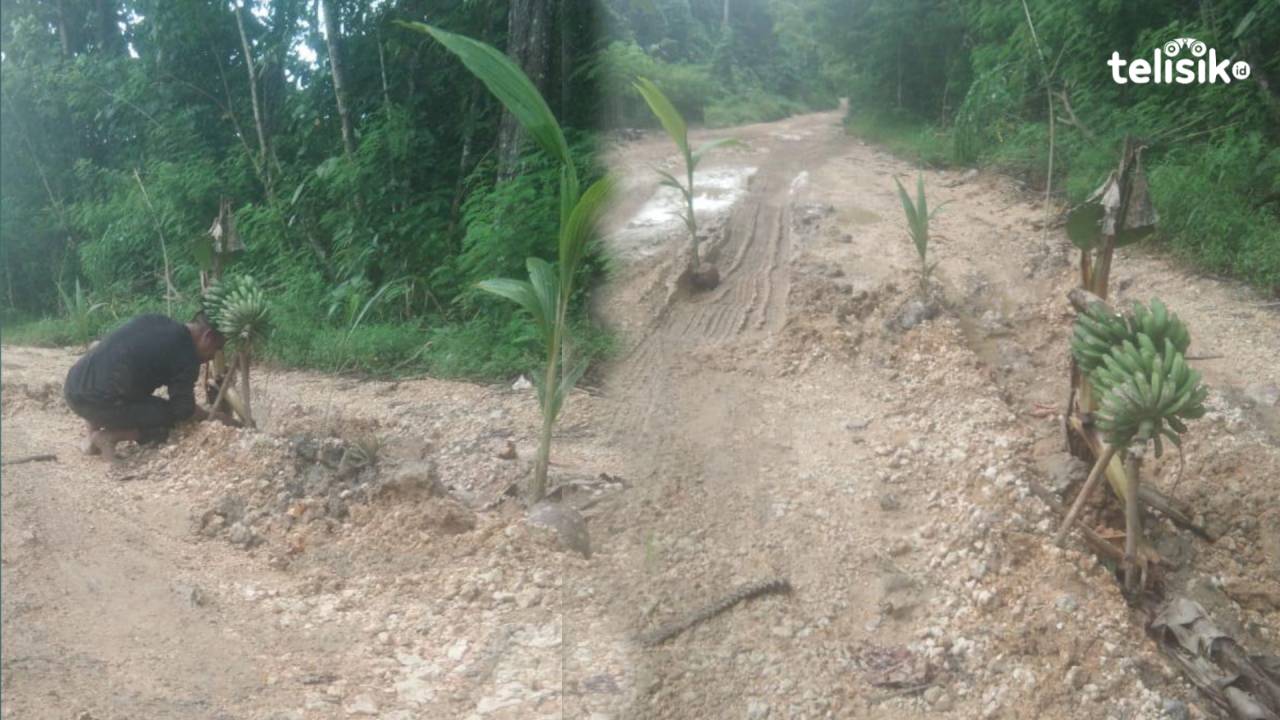 Protes Jalan Rusak, Warga Buton Utara Tanam Pohon Pisang dan Kelapa di Jalan