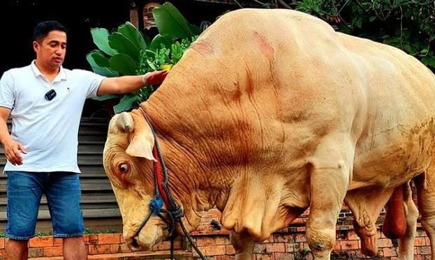Sapi Kurban Terberat di Indonesia Tahun Ini Ternyata Milik Irfan Hakim, Harganya Bikin Melongo
