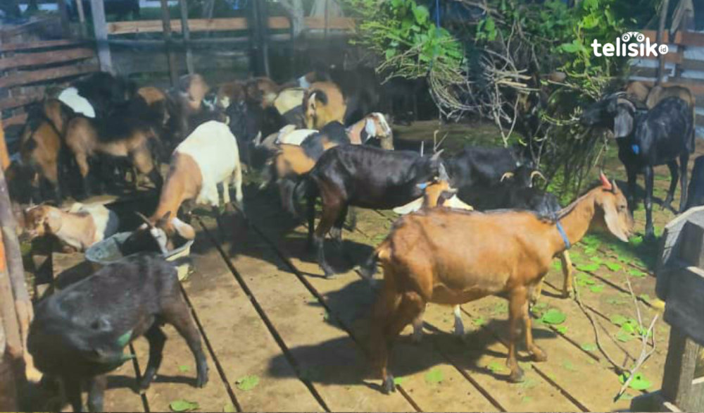 Syarat Hewan Kurban di Sulawesi Tenggara, Wajib Kamu Tahu