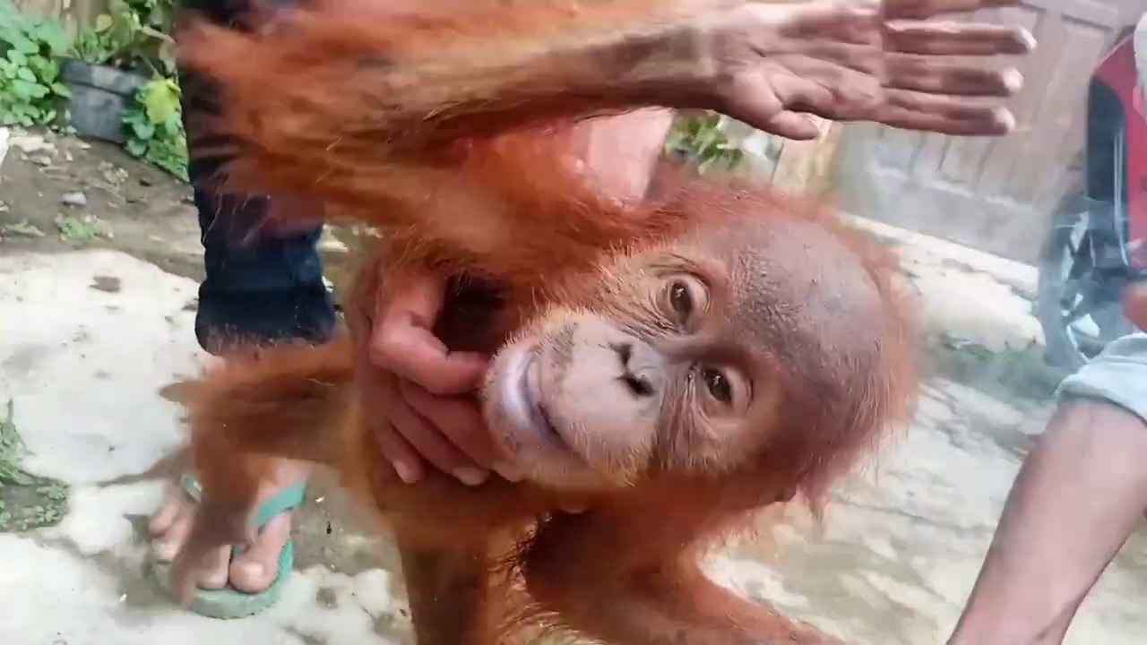 Viral di Medsos, Bayi Orang Utan Terlantar Butuh Pertolongan