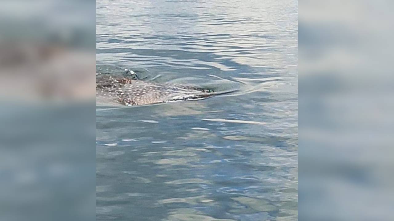 Viral, Sekawanan Ikan Hiu Paus Raksasa Menampakkan Diri di Perairan Baubau