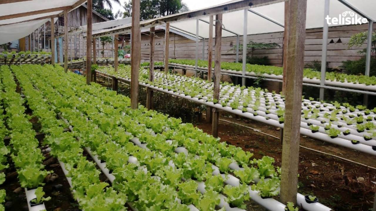 Warga di Kendari Sukses Manfaatkan Pekarangan Rumah Jadi Lahan Produktif