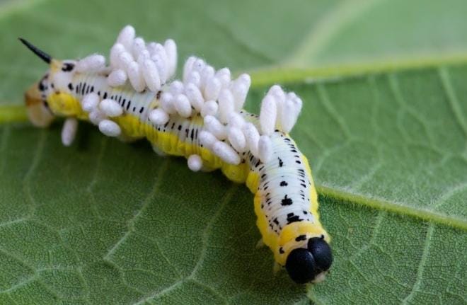 6 Kasus Zombie di Dunia Nyata, Ada Hewan dan Manusia