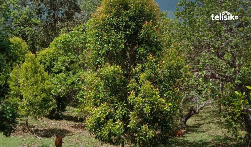 Cengkeh Gagal Panen di Bombana