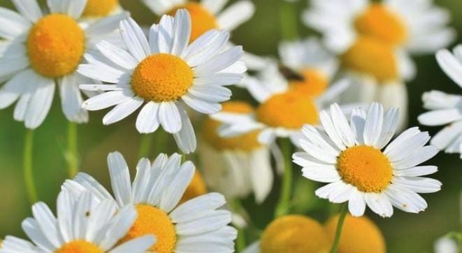 Jenis-Jenis Teh yang Ada di Dunia, Ada yang Berasal dari Bunga