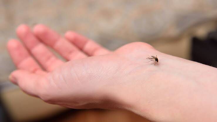 Mengapa Nyamuk Suka Hisap Darah? Ini Penjelasan Ilmiahnya