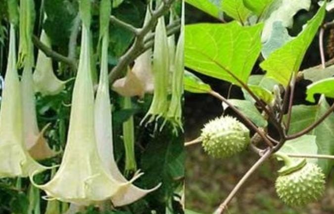 Mengenal Tanaman Hias Kecubung yang Beracun dan Efek Sampingnya