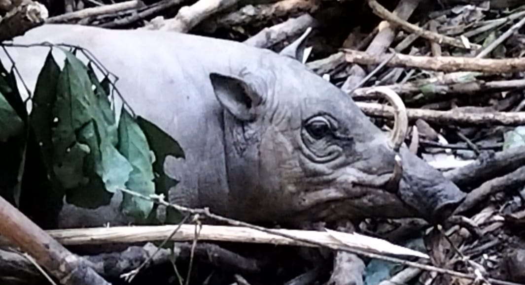 Terkena Jerat, BKSDA Sulawesi Tenggara Selamatkan Babirusa Betina