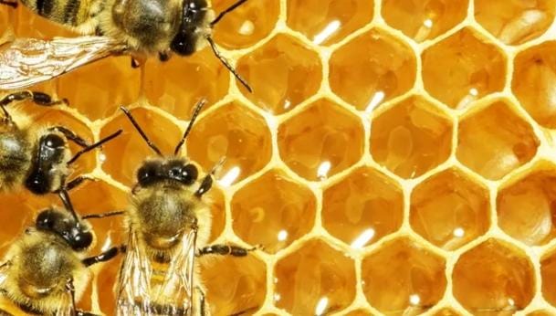 4 Alasan Mengapa Sarang Lebah Berbentuk Heksagonal