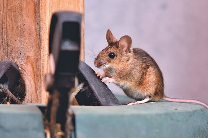 7 Cara Alami Usir Tikus dari Rumah