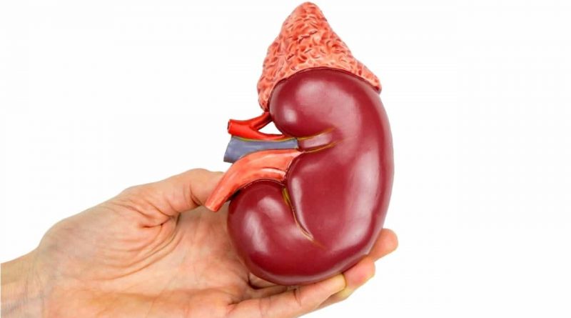 7 Jenis Makanan Bisa Perbaiki Fungsi Ginjal