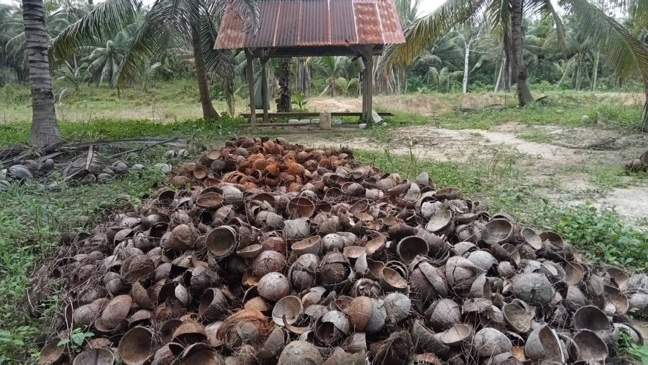 Imbas Kenaikan BBM, Harga Kopra di Konawe Selatan Turun Drastis