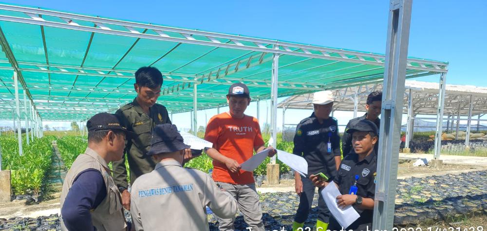 Bombana Miliki Pembibitan Jambu Mete, 51 Ribu Bibit Siap Tanam