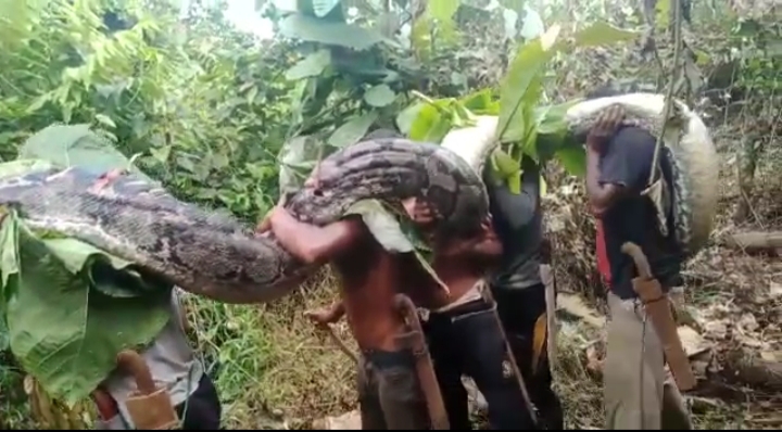 Geger, Warga Desa Latompe Temukan Ular Sanca Sepanjang 7 Meter