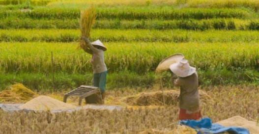 Nilai Tukar Petani di NTT Agustus 2022 Menurun, Ini Sebabnya