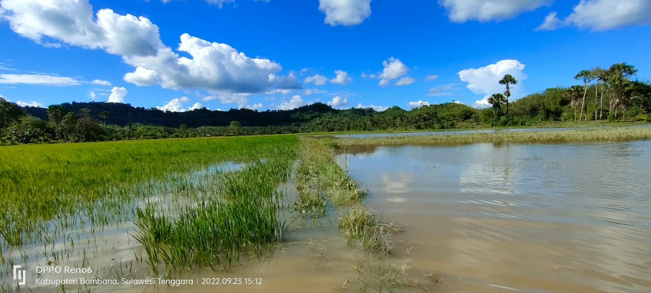 Puluhan Hektare Sawah di Bombana Terancam Gagal Panen
